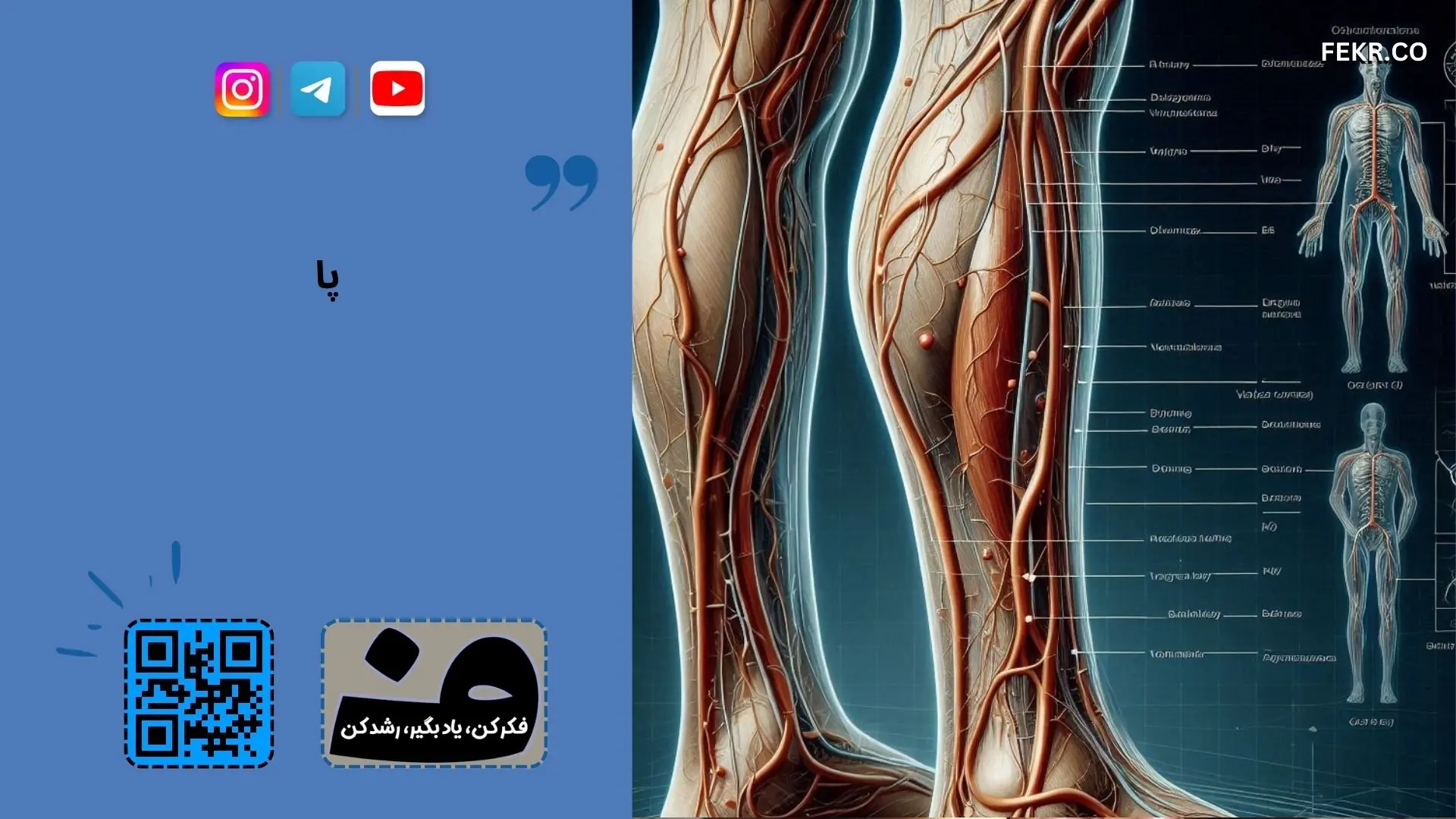 واریس چیست؟