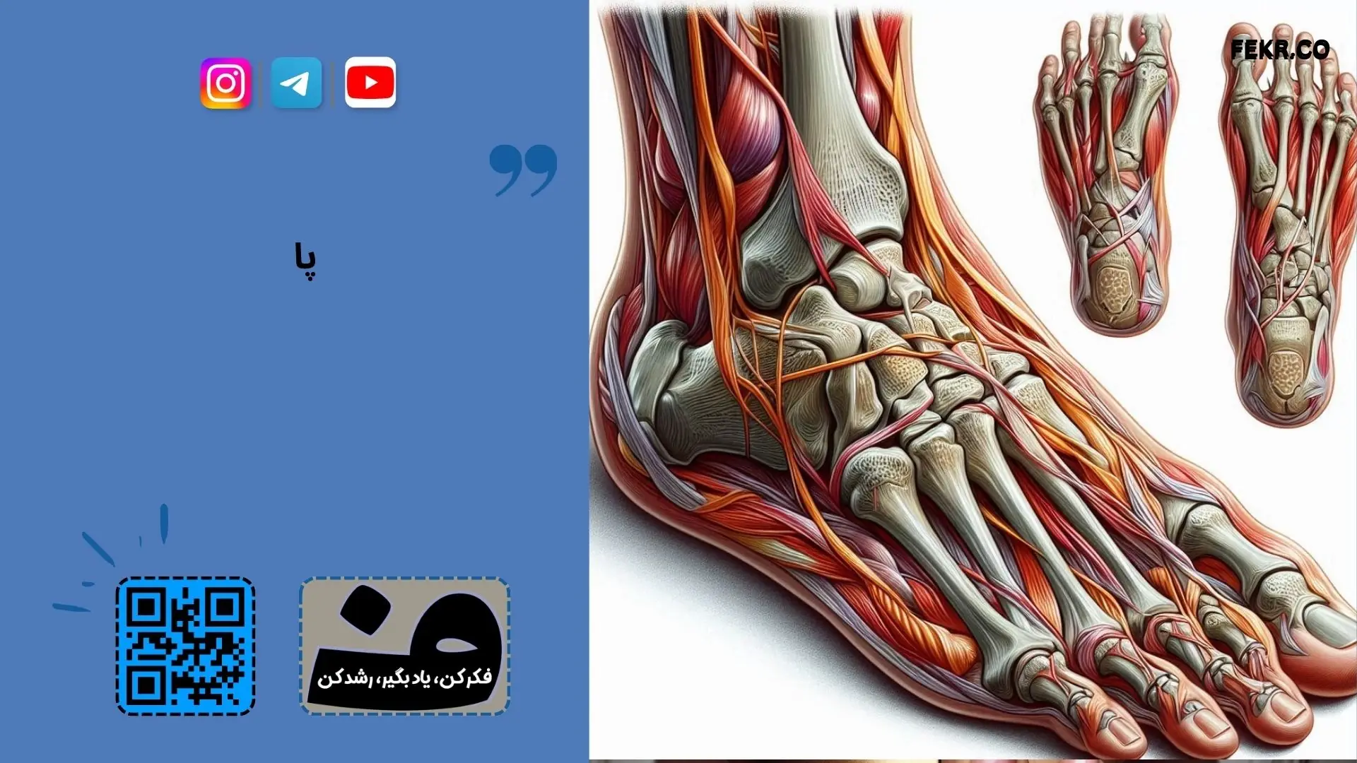 هالگوس والگوس چیست؟