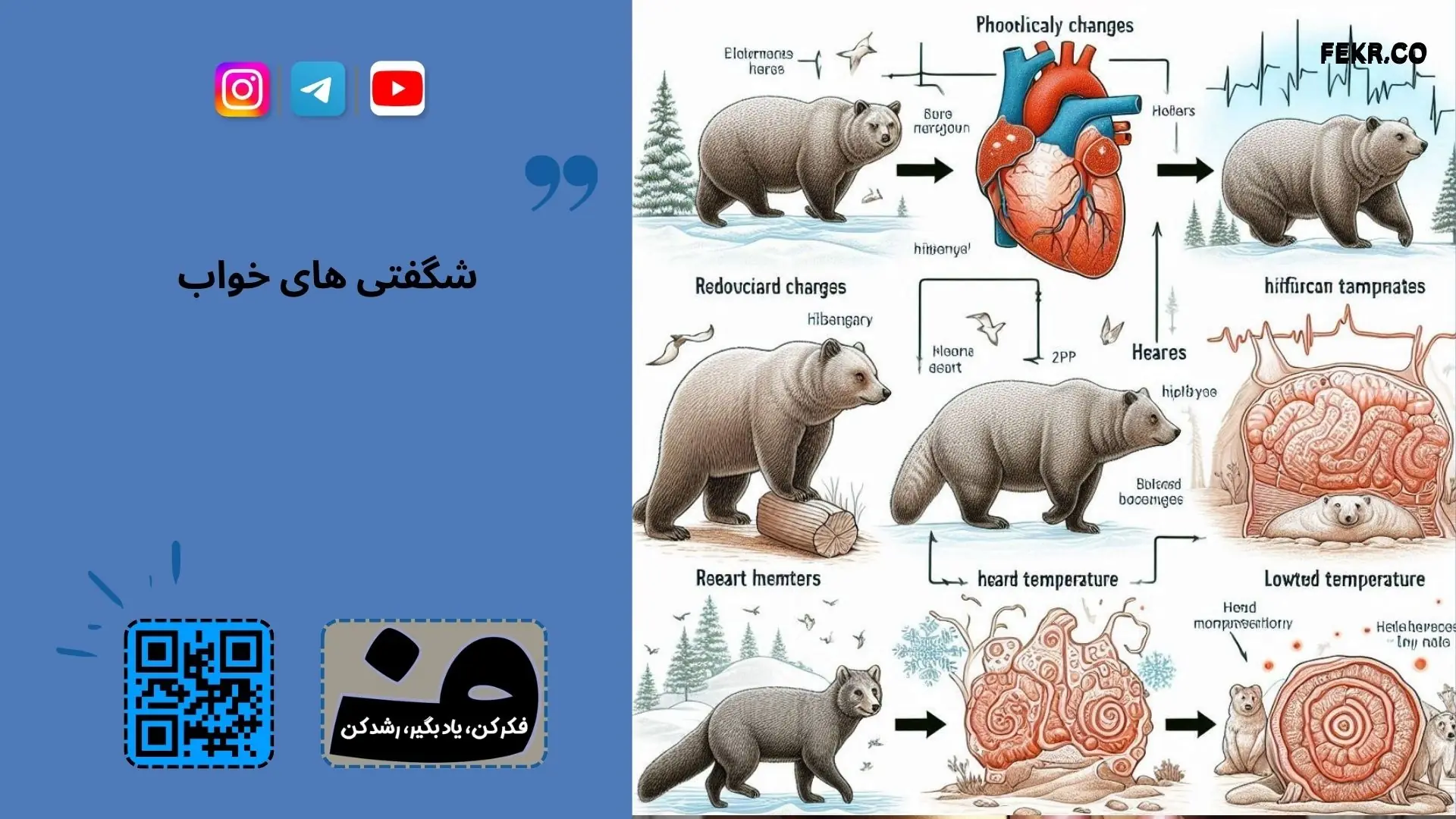 خواب زمستانی